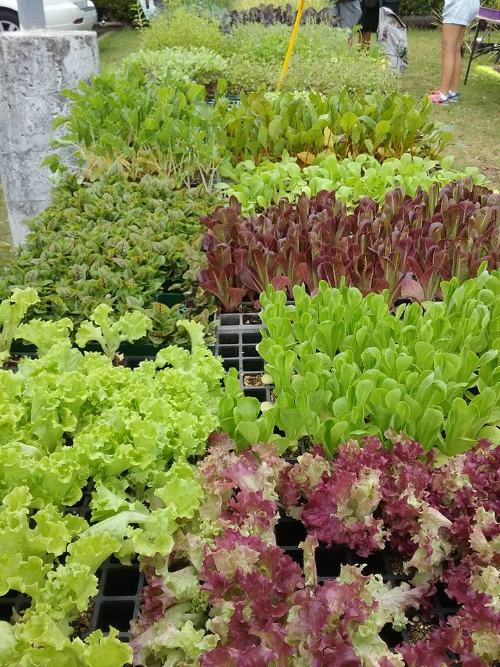 Sunday Market Vegetables